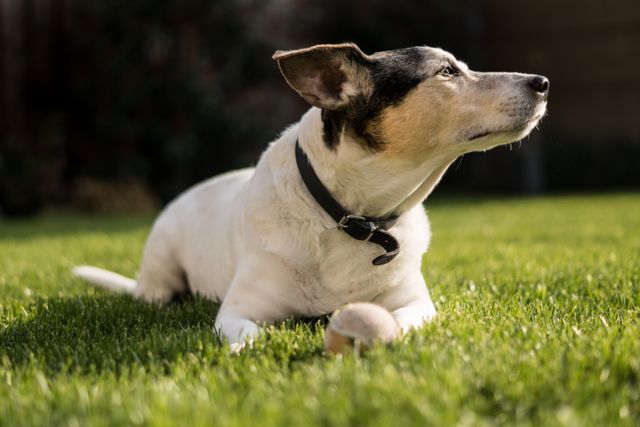 Can Dogs Eat Watermelon Skin? Essential Safe Guide (2026)