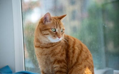 Cat in Heat Symptoms: 8 Signs, How Long Heat Lasts & What to Do (2026)