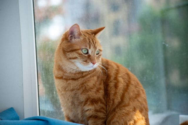 Cat in heat symptoms: a young cat sitting by a window during breeding season