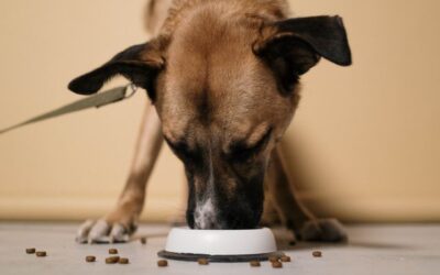 Causes of Diarrhea in Dogs: Essential Safe Vet Guide (2026)