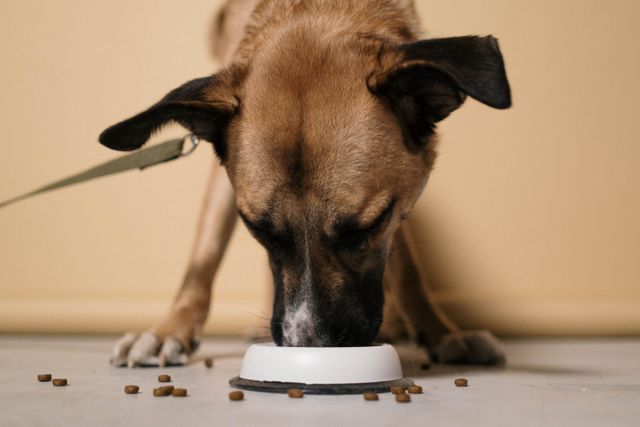 Causes of diarrhea in dogs: a dog eating its regular food from a bowl