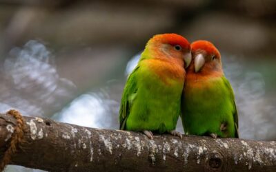 Colorful Pet Birds। Beautiful Top 8 Small Cutest Best Birds