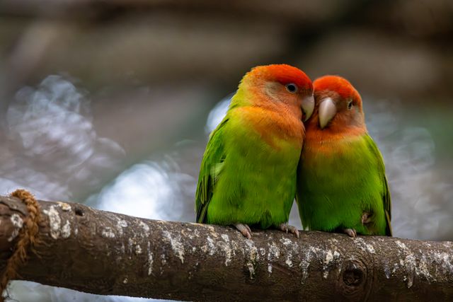 Colorful Pet Birds। Beautiful Top 8 Small Cutest Best Birds