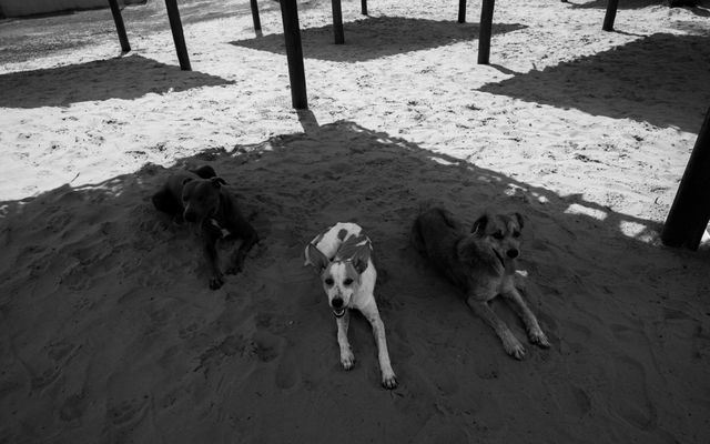 Dog resting in the shade on a summer day