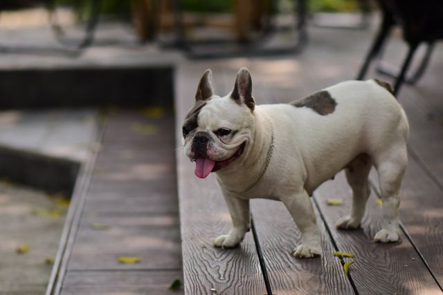 French Bulldog with long tail guide: a white and brown pied French Bulldog standing side-on on a wooden deck