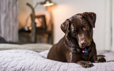 Gapentin for Dogs: Uses, Side Effects & Safety (UK)