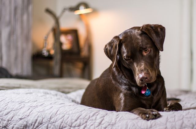 Gabapentin for dogs: a chocolate Labrador resting on a bed at home