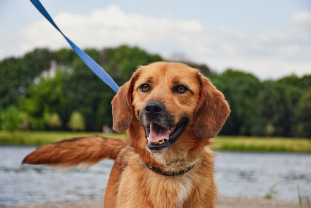 How Long Should A Dog Leash Be?