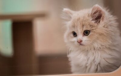 How much is a Persian cat?