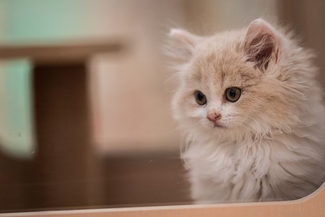 How much is a Persian cat?
