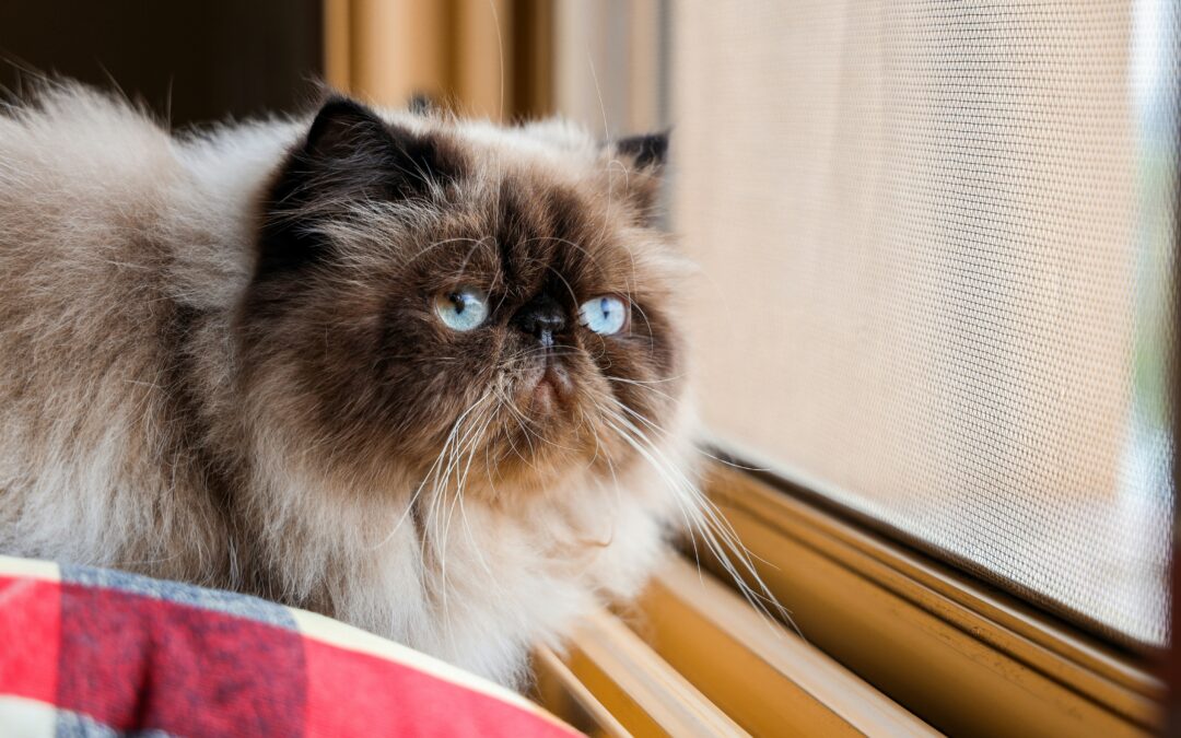 Himalayan Persian Cat: Breed Facts, Genetics & Price Guide