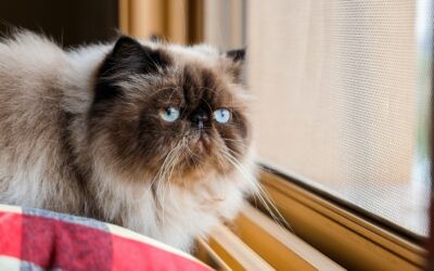 Himalayan Persian Cat: Breed Facts, Genetics & Price Guide