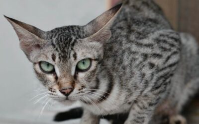 Rusty Spotted Cat Pet for Sale | Size Comparison to House Cat | Price