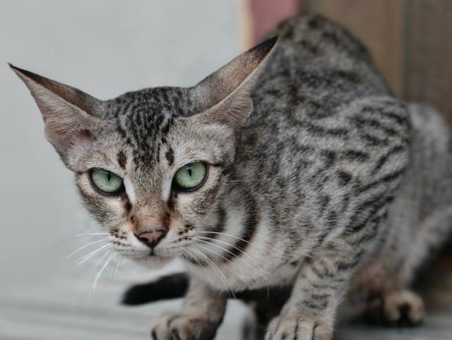 Rusty spotted cat alternative: a spotted domestic cat with green eyes crouching and staring at the camera