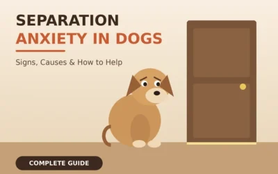 Separation Anxiety in Dogs: Essential Gentle Guide (2026)