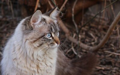 Siberian cat for allergy sufferers