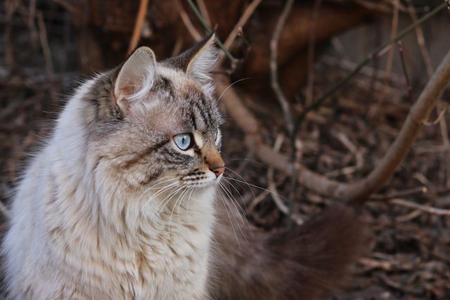 siberian cat for allergy sufferers