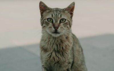 Tomcat Cheeks