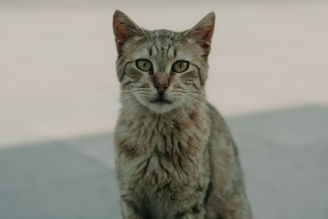 Tomcat cheeks guide: a stray tabby cat with green eyes sitting outdoors and facing the camera
