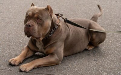Tri Color American Bully: Coat Genetics, Health & Price Guide