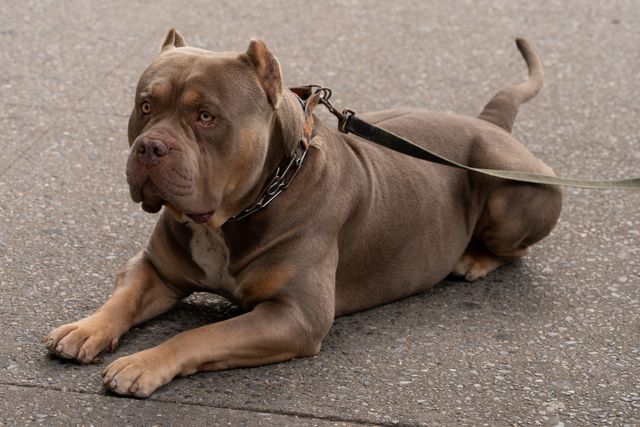 Tri color American Bully with a lilac coat, tan points and white chest lying on a city sidewalk