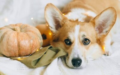 What Does Pumpkin Do for Dogs? Benefits, Safe Amounts & Risks (2026)