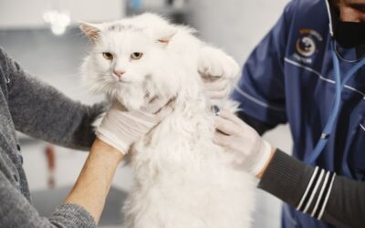 Why Is My Cat Vomiting? Causes, What to Do and When to Call the Vet