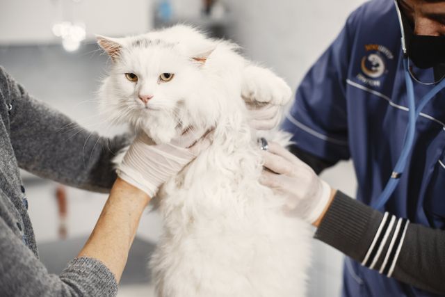 A vet gently examining a fluffy white cat in a clinic
