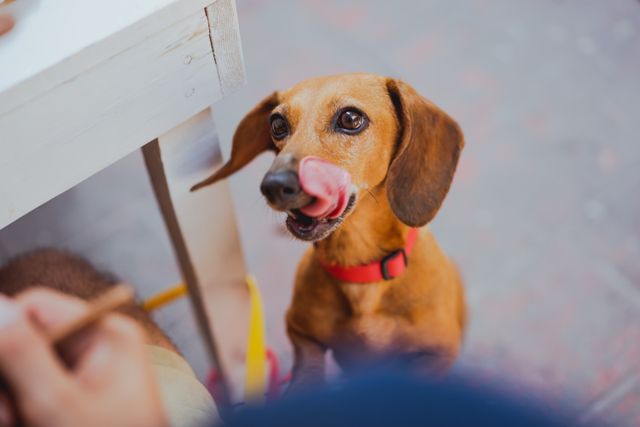 Will a small amount of onion hurt my dog? A dachshund licking its lips and looking up at someone eating at a table